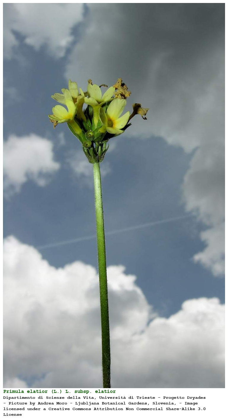 Primula elatior (L.) L. subsp. elatior